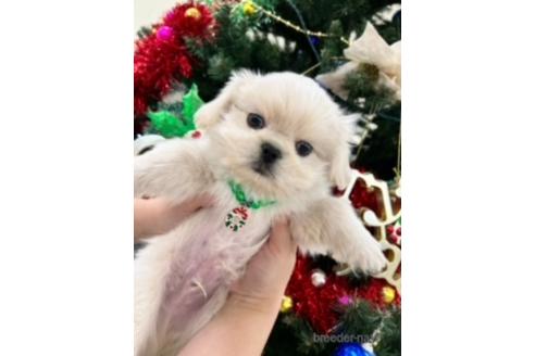成約済の北海道のミックス犬-209931の2枚目
